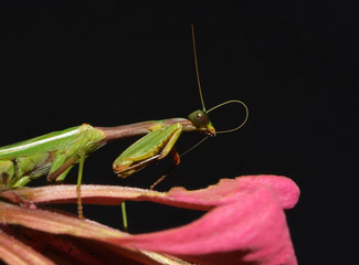 praying mantis cleaning her antenna