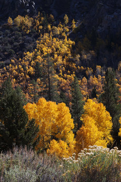 Pines and Yellow Aspens