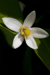 Lemon Blosson on Black