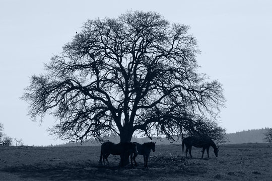 Silhouette of Horses and Oak Tree