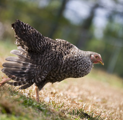 Racing hen