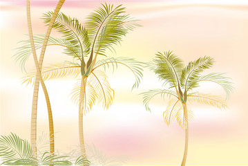 Fototapeta na wymiar Beautiful palm place