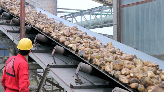 Sugar Beets Loading on Conveyor Belt