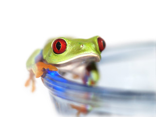 Rotaugenlaubfrosch 112, Agalychnis callidryas