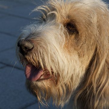 Wuff Bilder – Durchsuchen 779 Archivfotos, Vektorgrafiken und Videos ...