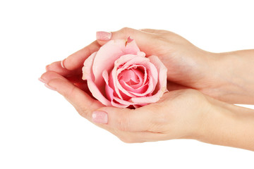 Pink rose with hands on white background