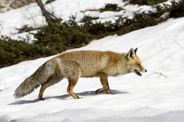 Fox in the snow