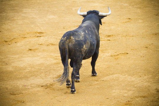 Fighting bull picture from Spain. Black bull