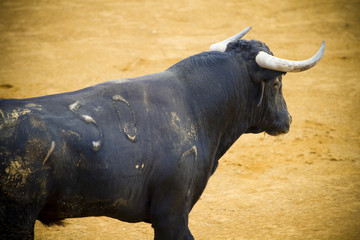 Obraz premium Fighting bull picture from Spain. Black bull