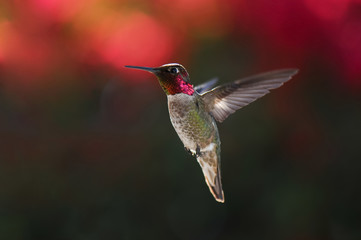 Obraz na płótnie Canvas Hummingbird