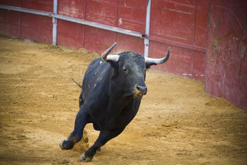 Fighting bull picture from Spain. Black bull
