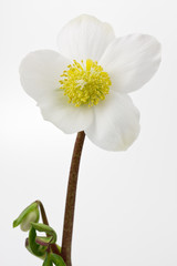 Christrose (Helleborus niger)