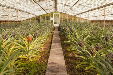Fresh pineapples growing into glasshouse