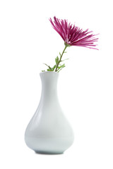 Purple Chrysanthemum in vase