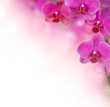 Fototapeta Orchid Flower border design