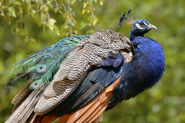 Obraz premium Male Indian Peafowl