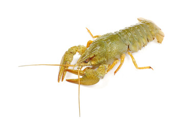 crawfish