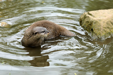 Asian Short-clawed Otter