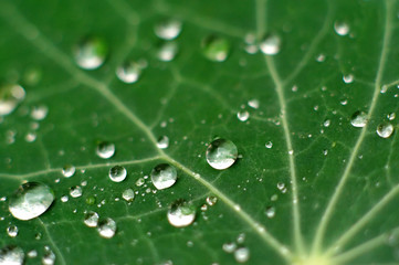 Fresh Raindrops on a Leaf