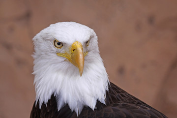 Weißkopfseeadler (Haliaeetus leucocephalus)