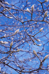 春を告げる木蓮