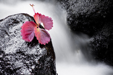 Herbstblatt