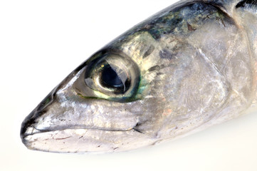 Tête de maquereau