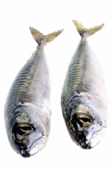 Deux maquereaux