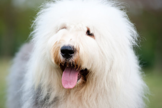 Friendly Old English Sheepdog dressed for the Fourth of July Stock Photo -  Alamy