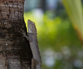 hunting lizard