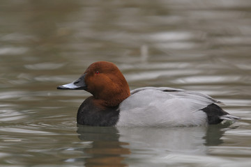 Common Pochard, Aythya ferina