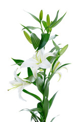 Beautiful white lily flowers