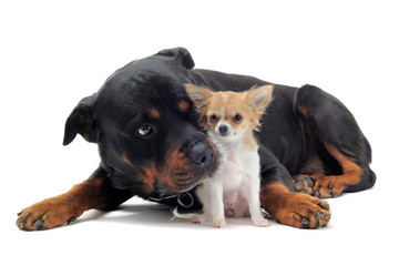 rottweiler et chihuahua