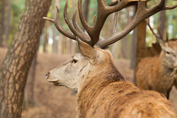 Hirsch