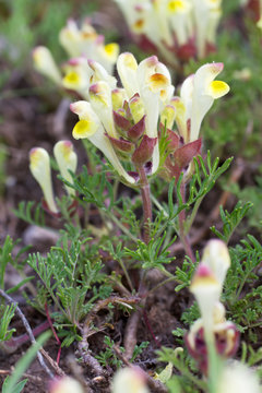 Scutellaria Orientalis