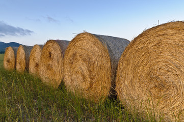 rotoli di fieno