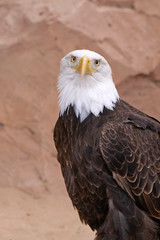 Weißkopfseeadler (Haliaeetus leucocephalus)