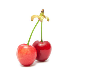 Two cherries isolated