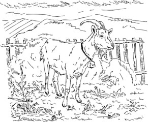 goat in the garden