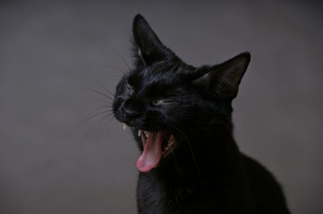 Kot © Patryk Kosiński