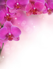 Orchid Flower border design