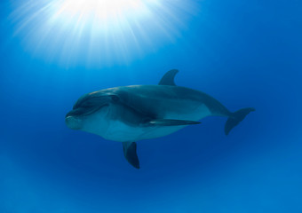 Dolphin and Sun