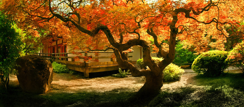 Tree in an Asian Garden