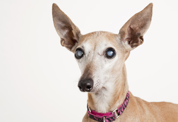 old dog with eye cataract - obrazy, fototapety, plakaty
