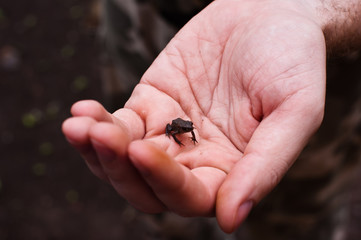 One little frog is sitting on the human hand