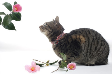 花を見る猫