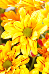 Chrysanthemum Flowers