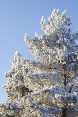 Tree frozen  pine coniferous