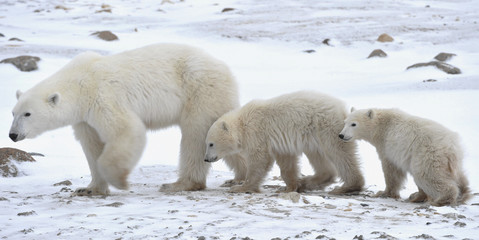 Polar she-bear with cubs. © Uryadnikov Sergey