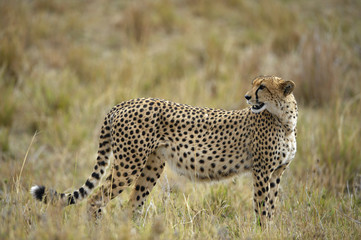 The cheetah (Acinonyx jubatus)